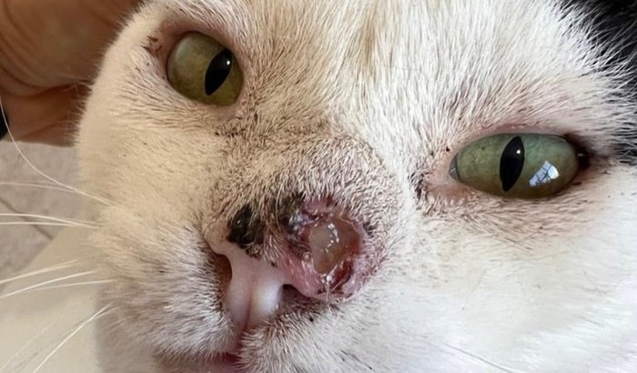 Ajude o Franjinha enfrentar o câncer