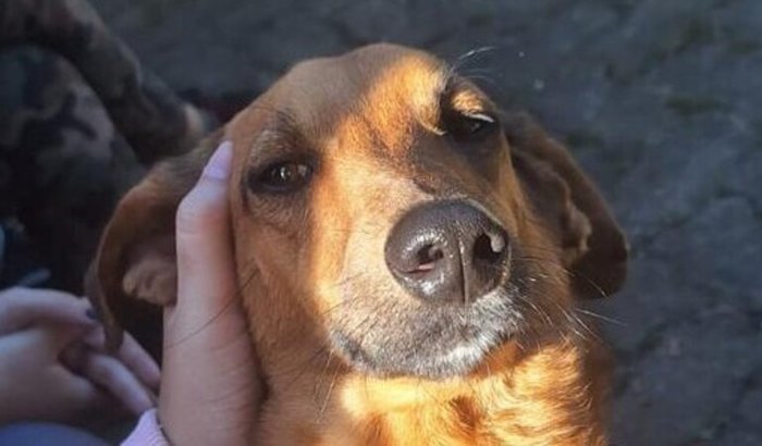 Materiais para castração Aldeia Boa Vista