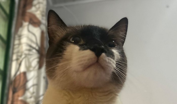 Cirurgia de desobstrução urinária - Jefferson Bruno 🐈