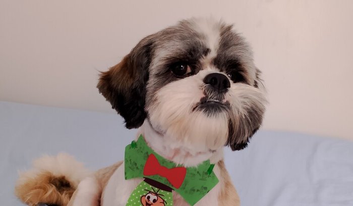 Ajuda para o tratamento do Theodoro 🐾♥️