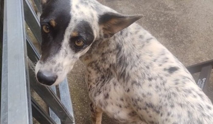 Cirurgia da Thequila