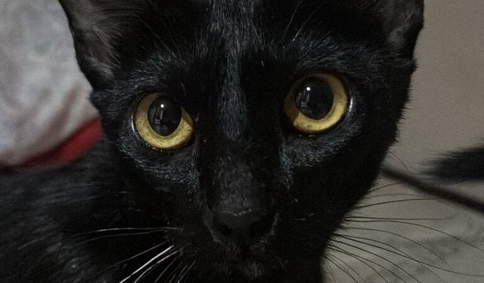 Ajude a castrar a Preta