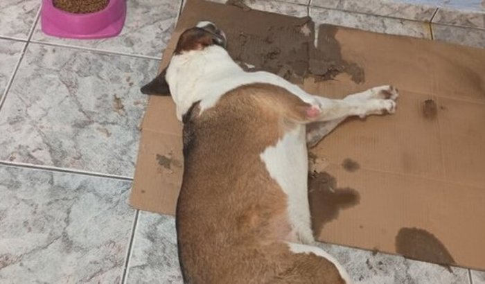 Internação do meu cachorro