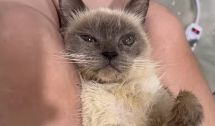 Aurora precisa da sua ajuda!!