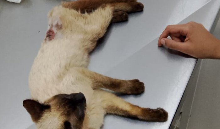 Ajude o Dominique Toretto