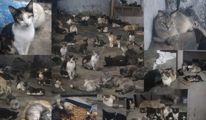 Um Telhadinho de Amor: 110 Gatos Precisam de Você 💖