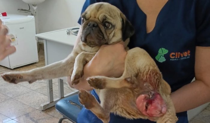 🐾 Ajude a Lessye a ter uma nova chance! 💛