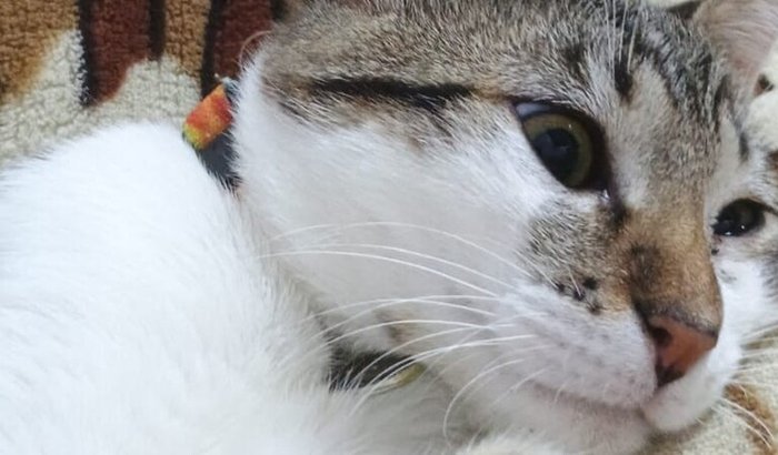 Ajuda no tratamento/remédios do Bruce