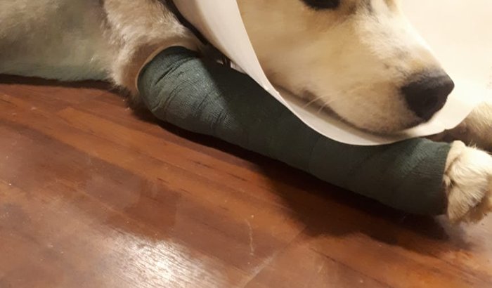Cachorro com a pata quebrada