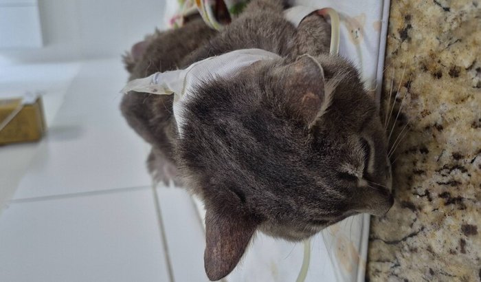 Tratamento da Hannah