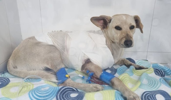 Ajuda com uma cachorrinha encontrada atropelada