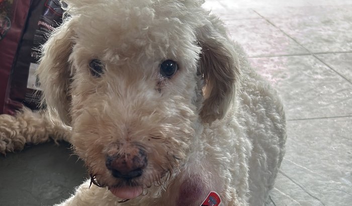 Ajude o Theozinho a se recuperar