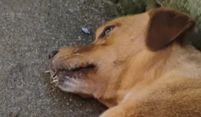 Tratamento dos cachorros do Fael