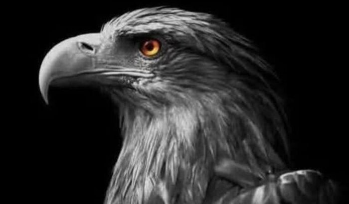 Projeto Gaviões da Fiel 14