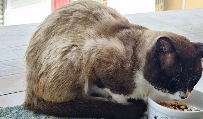 Ajude na castração e cuidados do gatinho resgatado 🐱