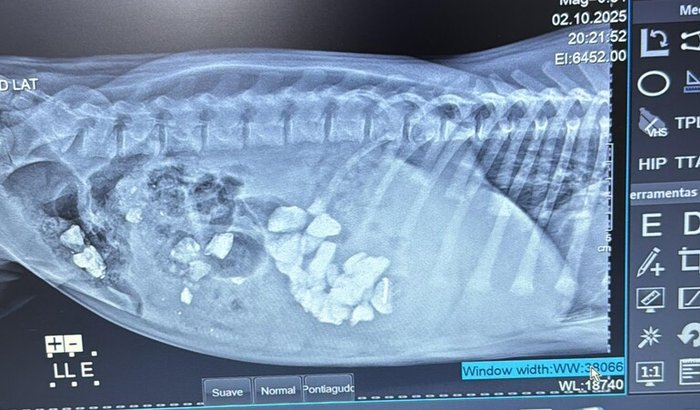 Ajude a Kiara a se recuperar da cirugia 