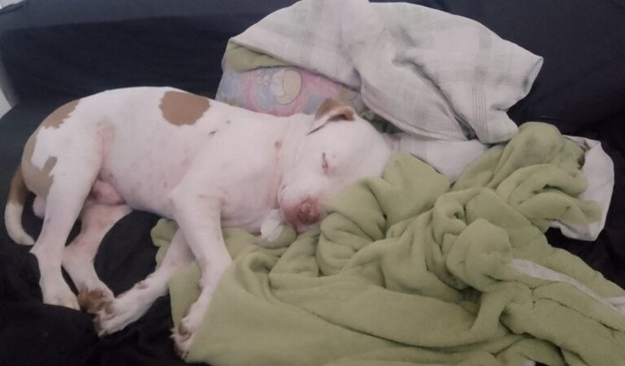 Ajude o Drake salvar uma vida!