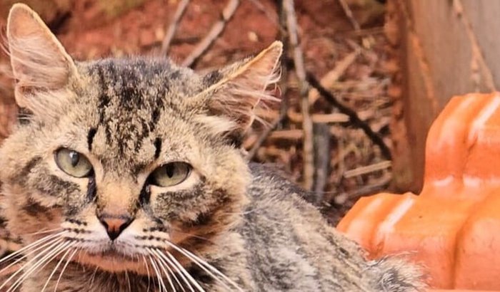 Ajuda na cirurgia do Gatinho Vitório