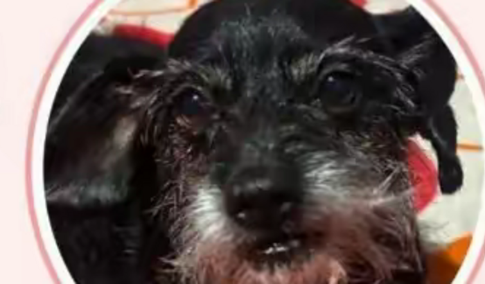 Ajude nos a salvar a vida da nossa neguinha 