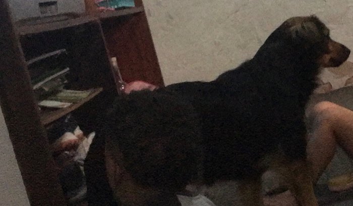 Preciso ajuda minha cachorra que está no veterinário