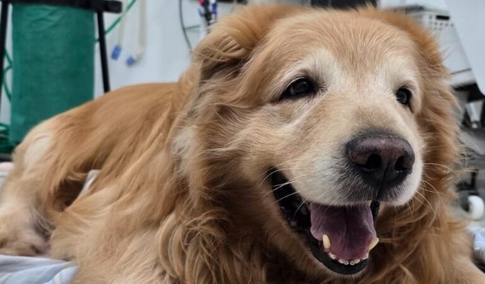 Ajuda para cobrir as despesas do Habacuque 🌈🐾