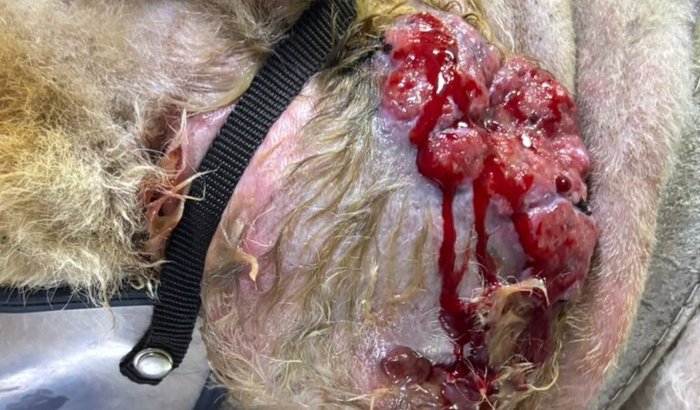 Ajude na cirurgia oncológica do nosso bichinho de estimação