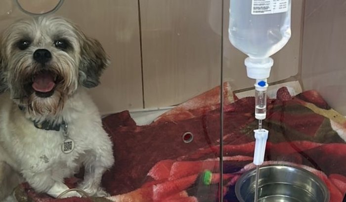 Ajude no tratamento que pode salvar a vida da Lola!