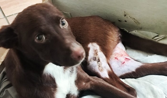 Cirurgia de Fêmur de Cora