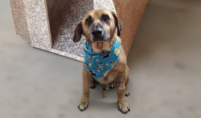 Ajuda o Scooby a ter um lar