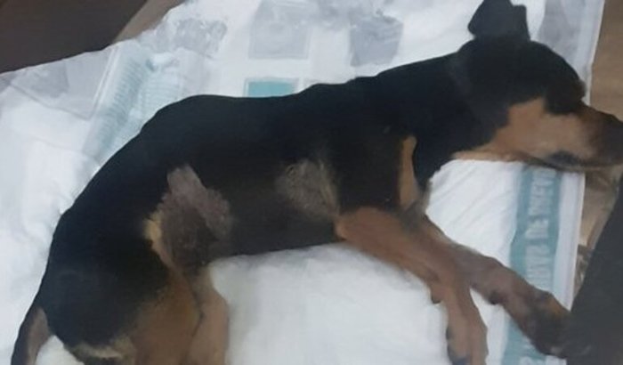 AJUDE A LILI VOLTAR A ANDAR