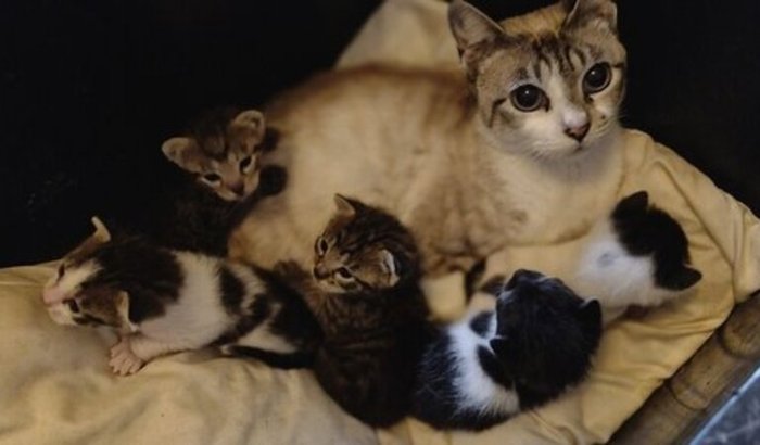 Barriguinha cheia de Natal