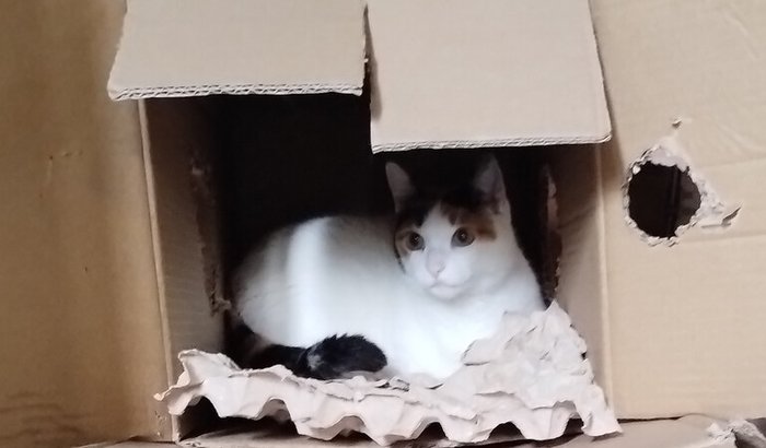 Tratamento dentário da Filhinha