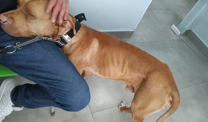 Ajude a salvar o Thanos