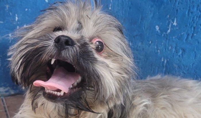 Ajuda a salvar a vida do taz 🐶❤️