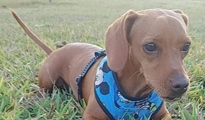Ajudar os animais abandonados