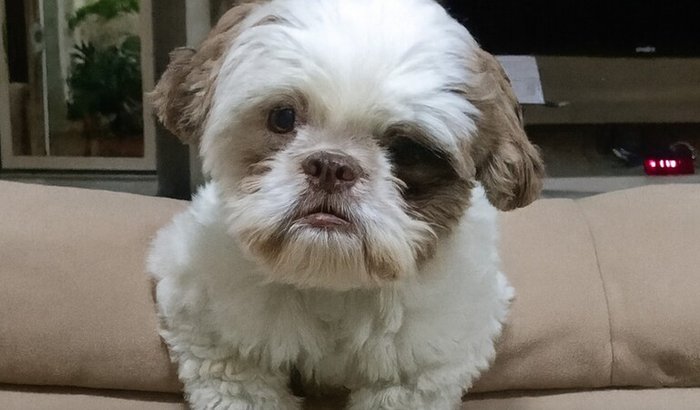 Ajuda para pagar cirurgia do Sansão