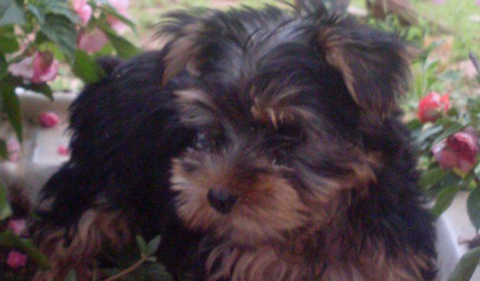 SOS 4 PATAS - CAÇU GOIÁS