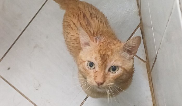 Meu gato precisa de cirurgia