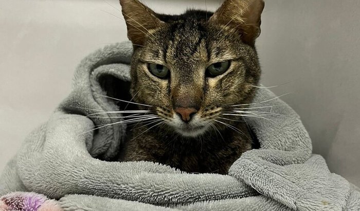 Ajude o Junior a vencer a PIF- Ele precisa de tratamento urgente