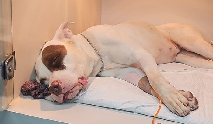 Ajude na recuperação da Ronda