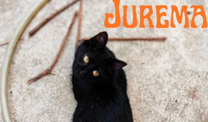 Operação de Emergeência da Jurema