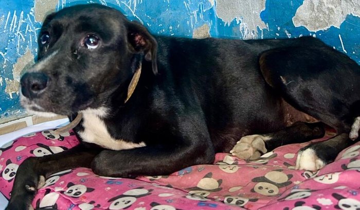 *CUSTEAR CIRURGIA ORTOPÉDICA DE ÚMERO NA PRETA GIL*