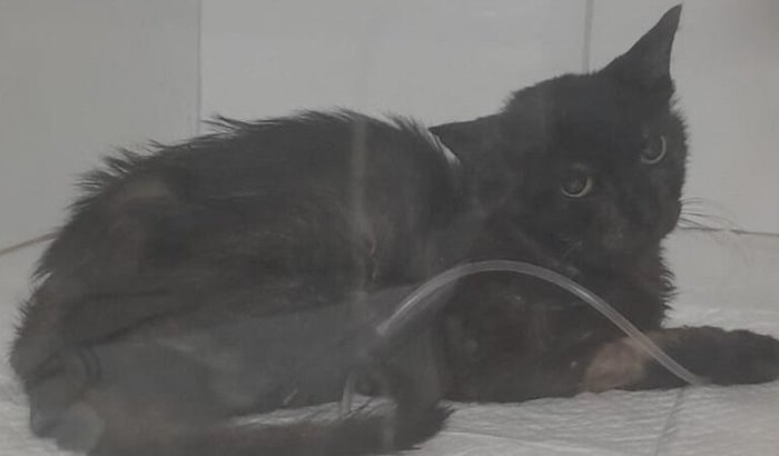 Ajude o gatinho Milton <3