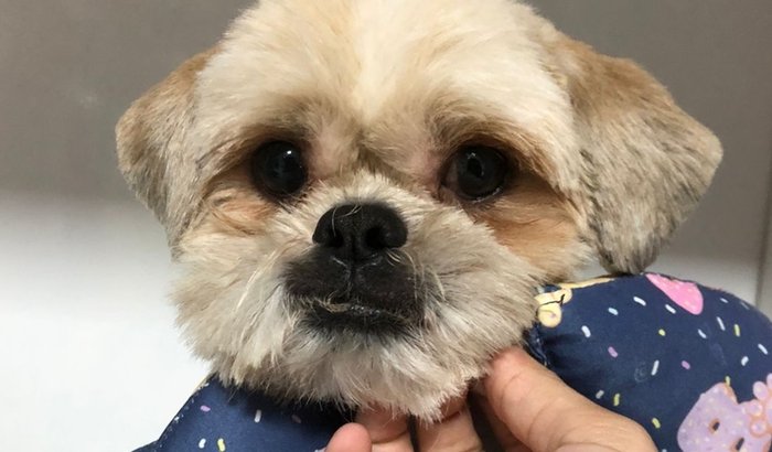 🐶💔 AJUDE O AMENDOIM A VOLTAR A ANDAR – CIRURGIA URGENTE