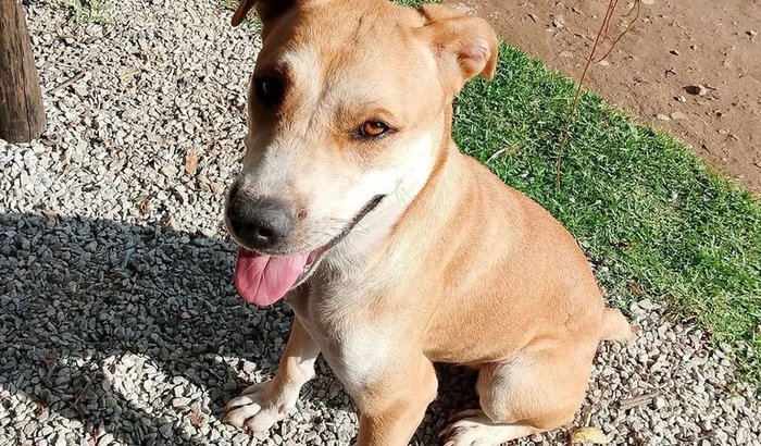 AJUDE NA CIRURGIA/REMÉDIOS DA MORGANA