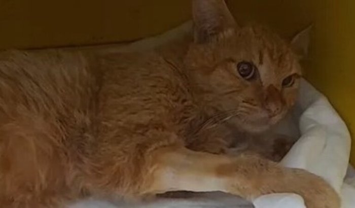 Ajuda para o Miau