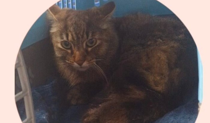 Ajuda para cirurgia do gatinho Black que está com câncer