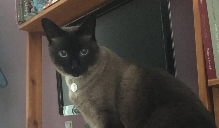 Me ajude a salvar a Feyre