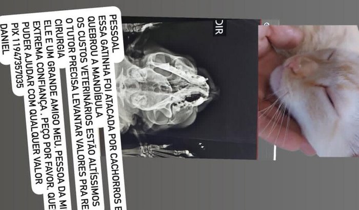 💔 Ajuda urgente para salvar a gatinha MarÃa