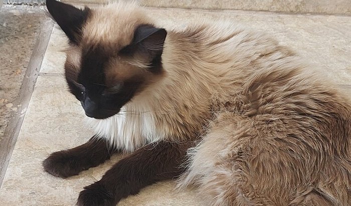 Ajudar uma gatinha muito doente